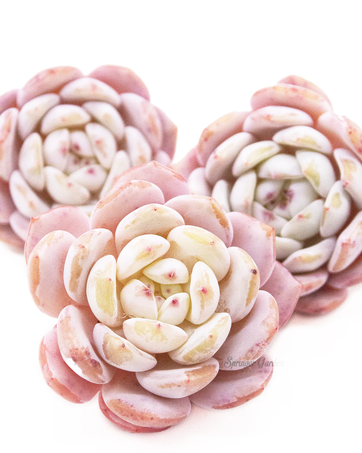 Echeveria Orange Monroe - Image 7
