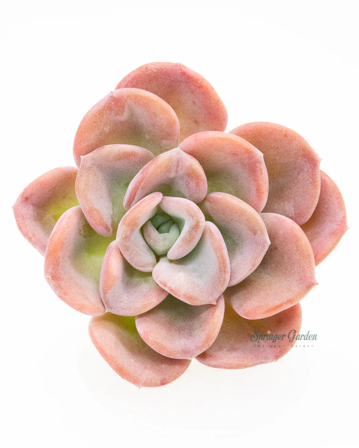 Echeveria Orpet