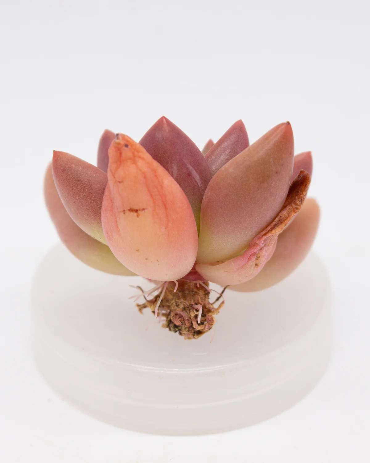 Echeveria Peach Garden - Image 2