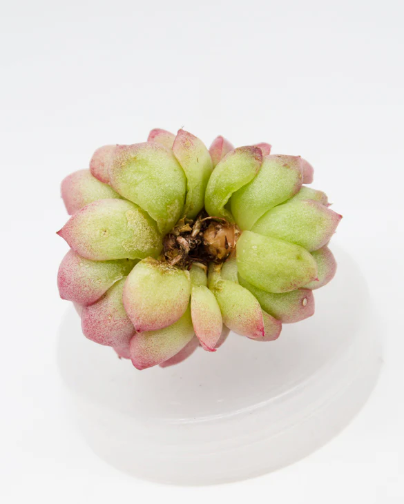 Echeveria Peachy - Image 2