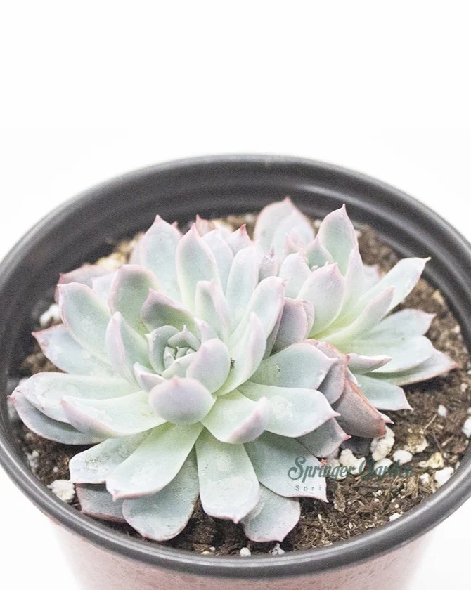 Echeveria Peacockii 'Desmetiana' - Image 2