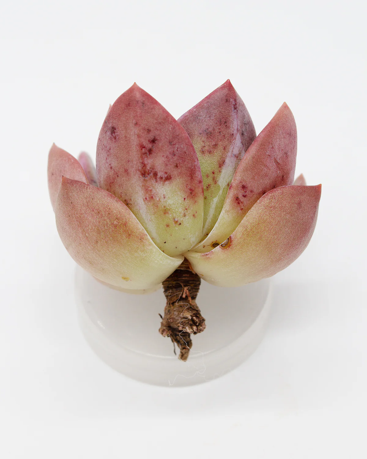 Echeveria Pink Champagne - Image 2