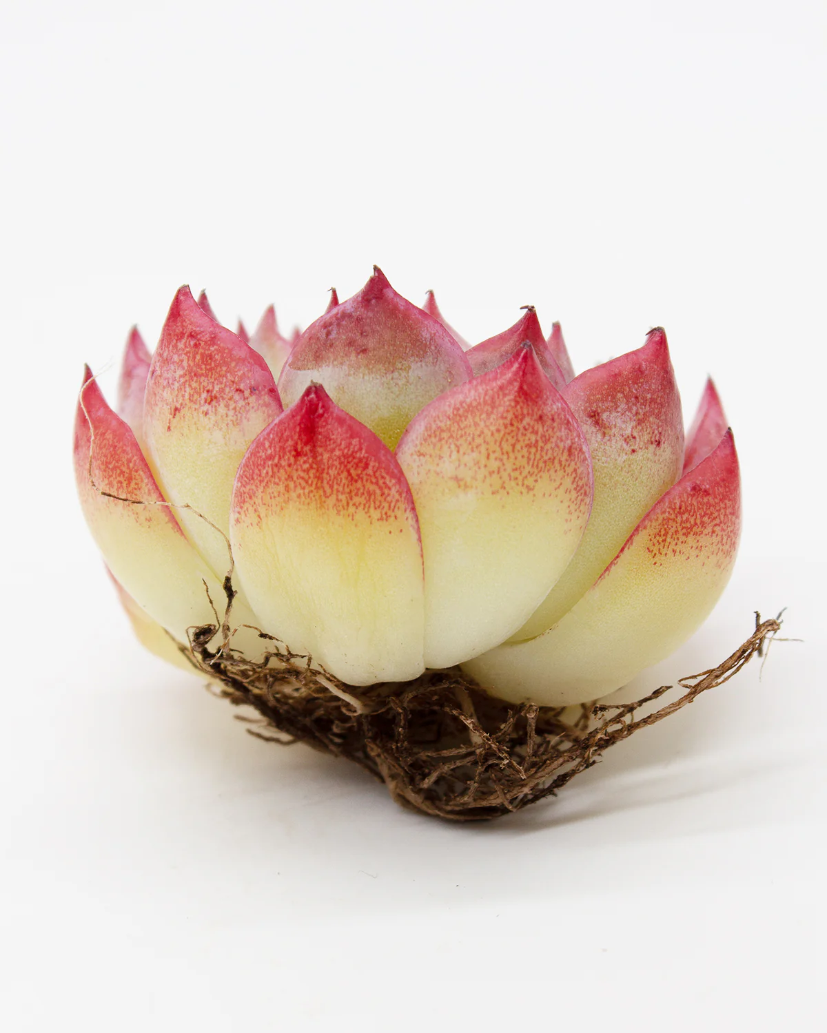 Echeveria Pink Crystal - Image 2