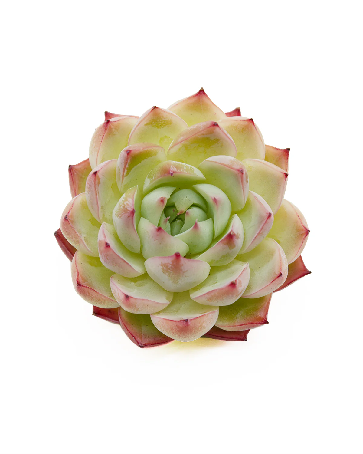 Echeveria Pink Crystal - Image 3