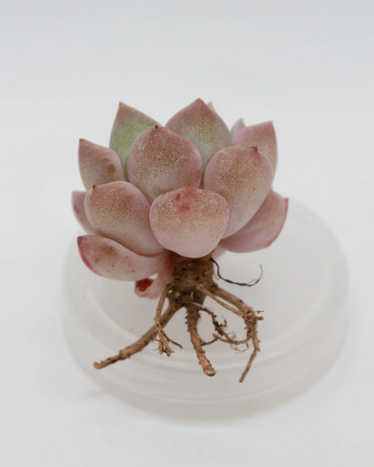 Echeveria Pink Spot - Image 2