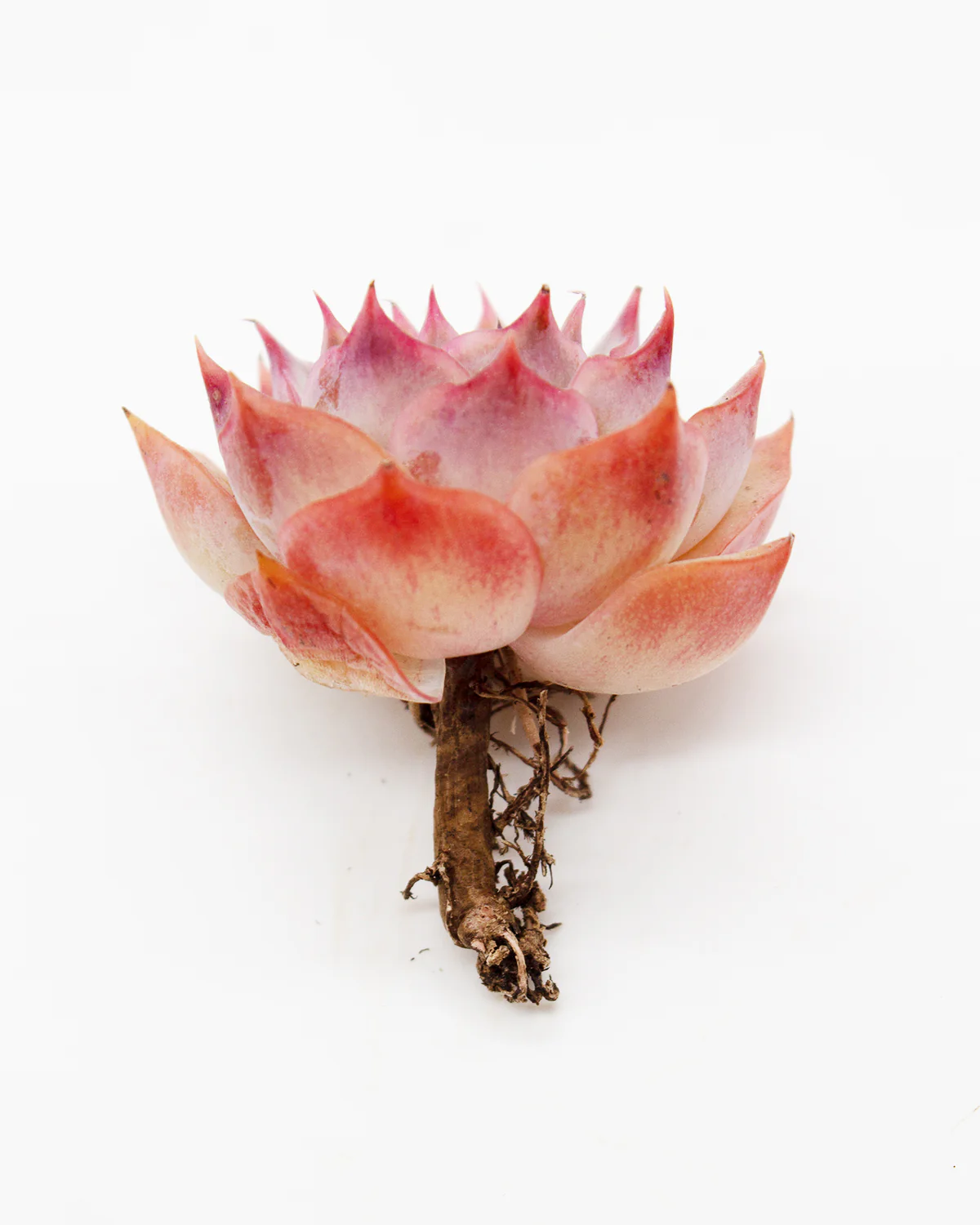 Echeveria Pink Tips - Image 2