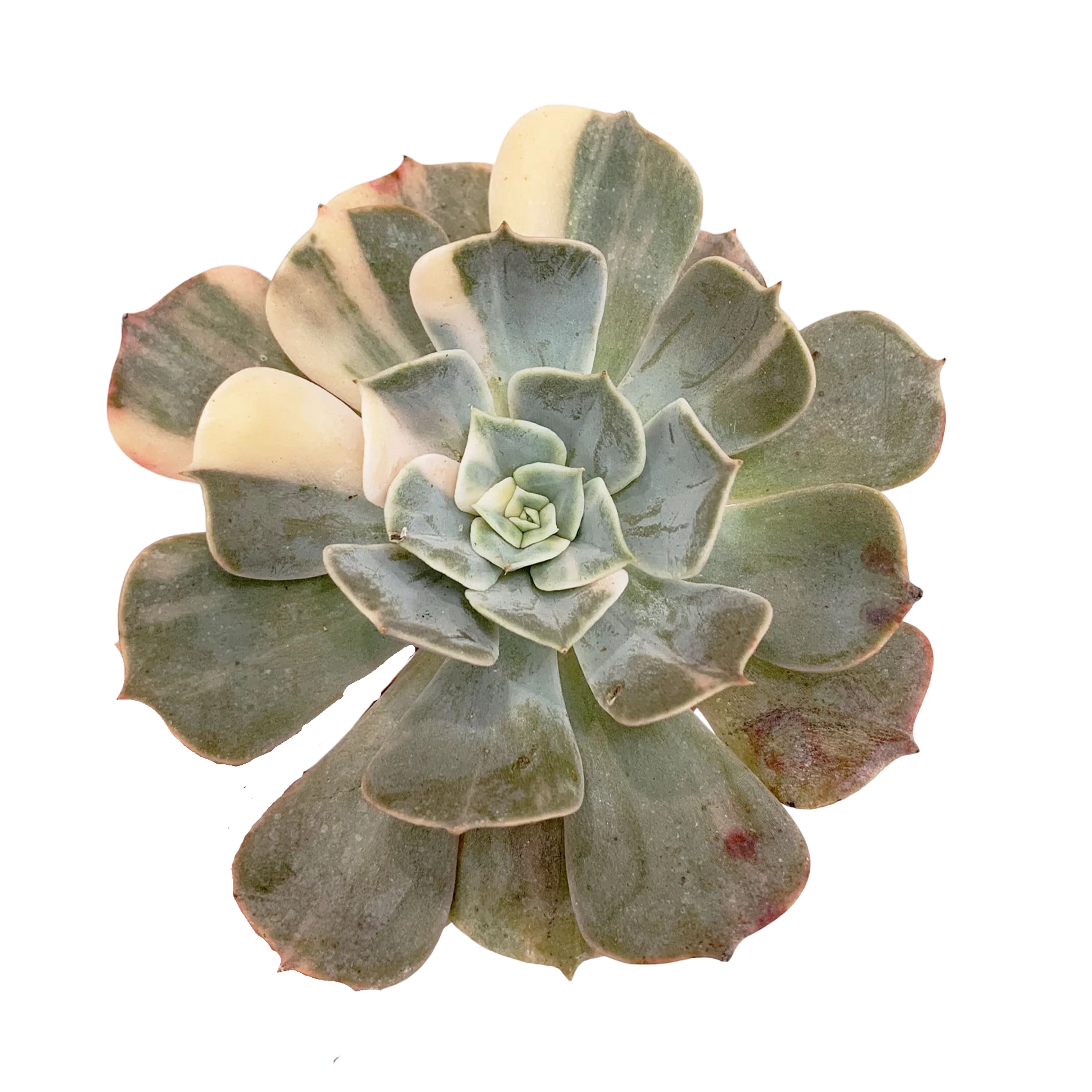 Echeveria Pollux Var.