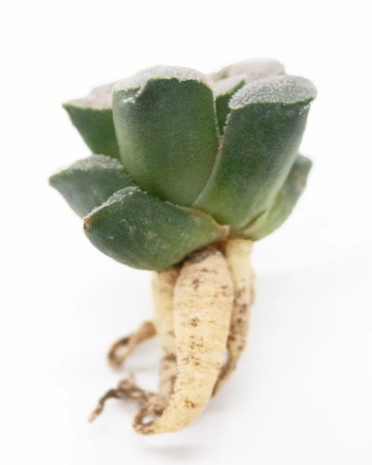Haworthia Powder - Image 2