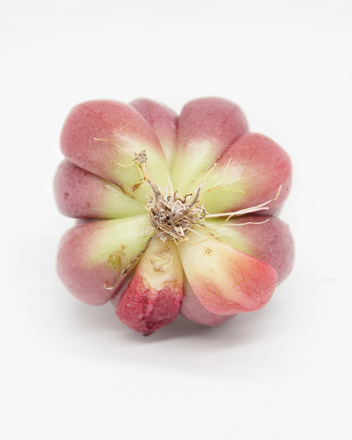 Echeveria Prada - Image 2