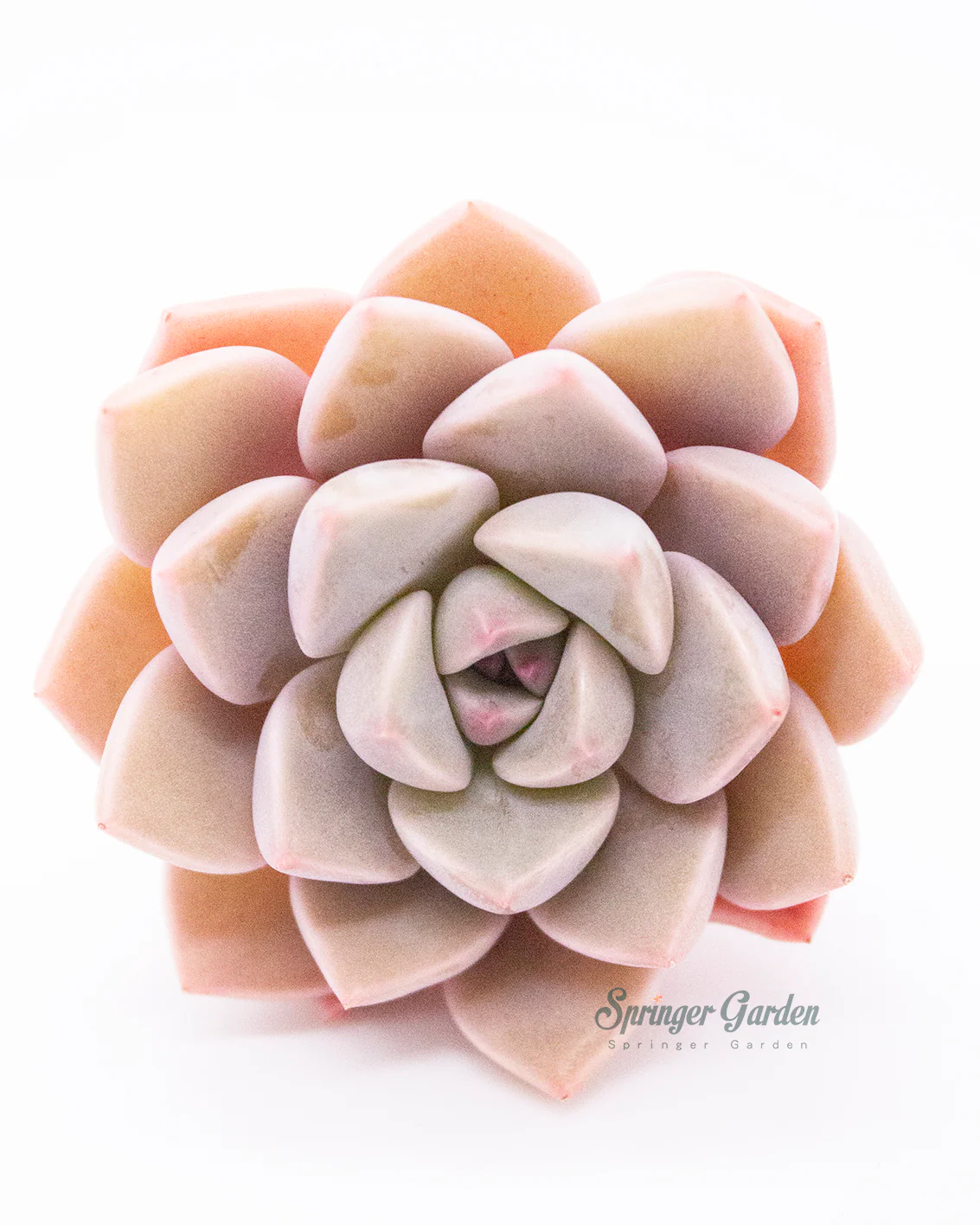 Echeveria Pretty In Pink - Image 3