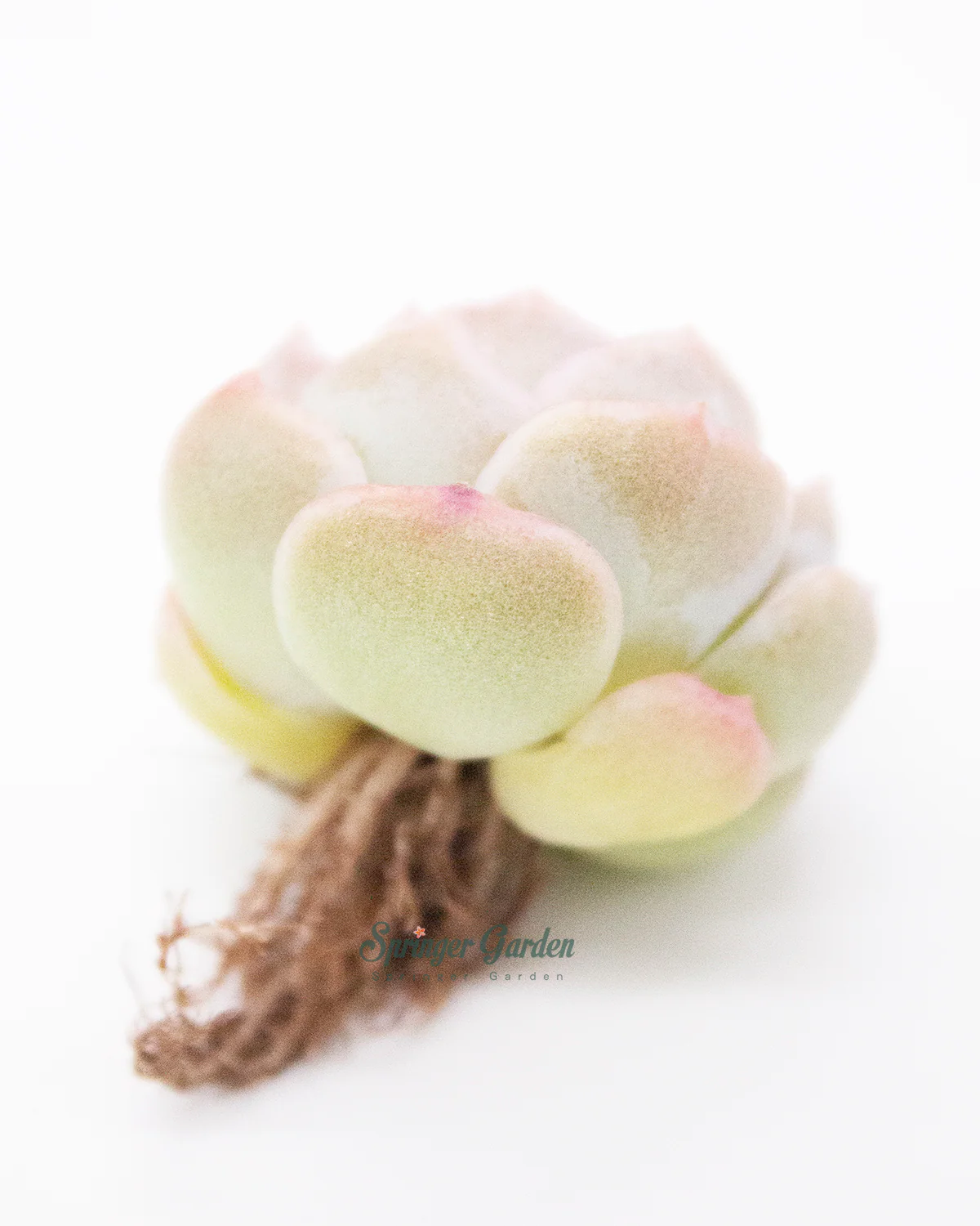 Echeveria Primera - Image 2
