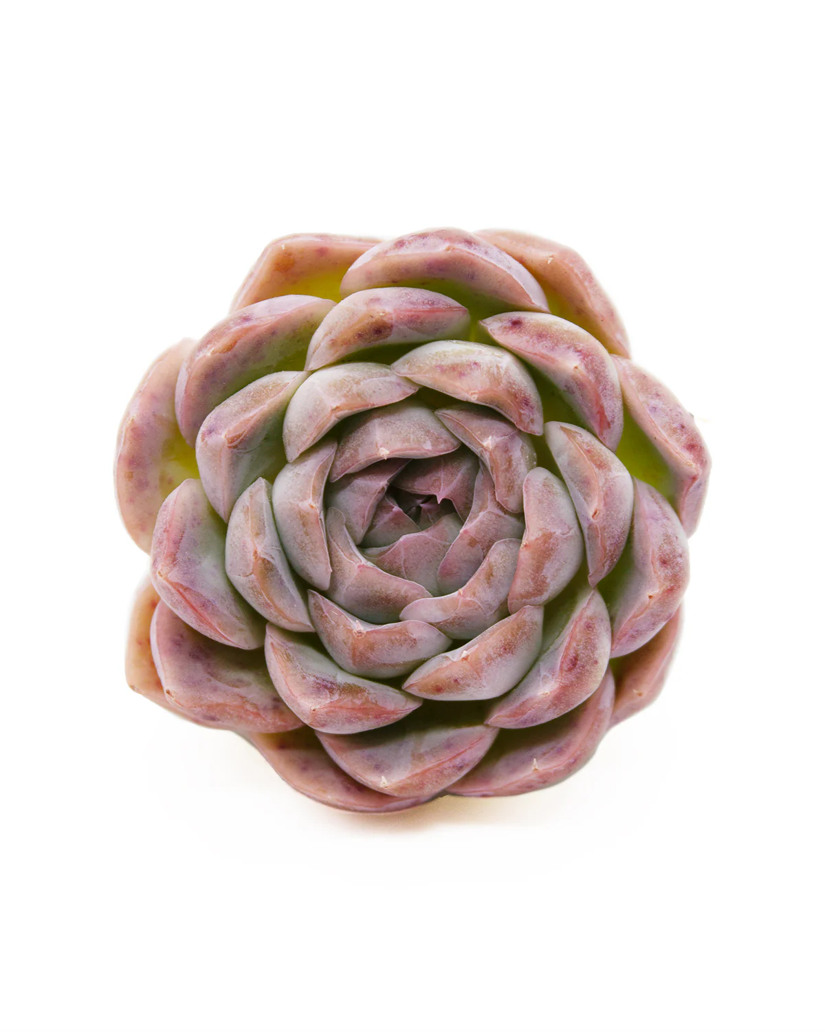 Echeveria Primera - Image 3