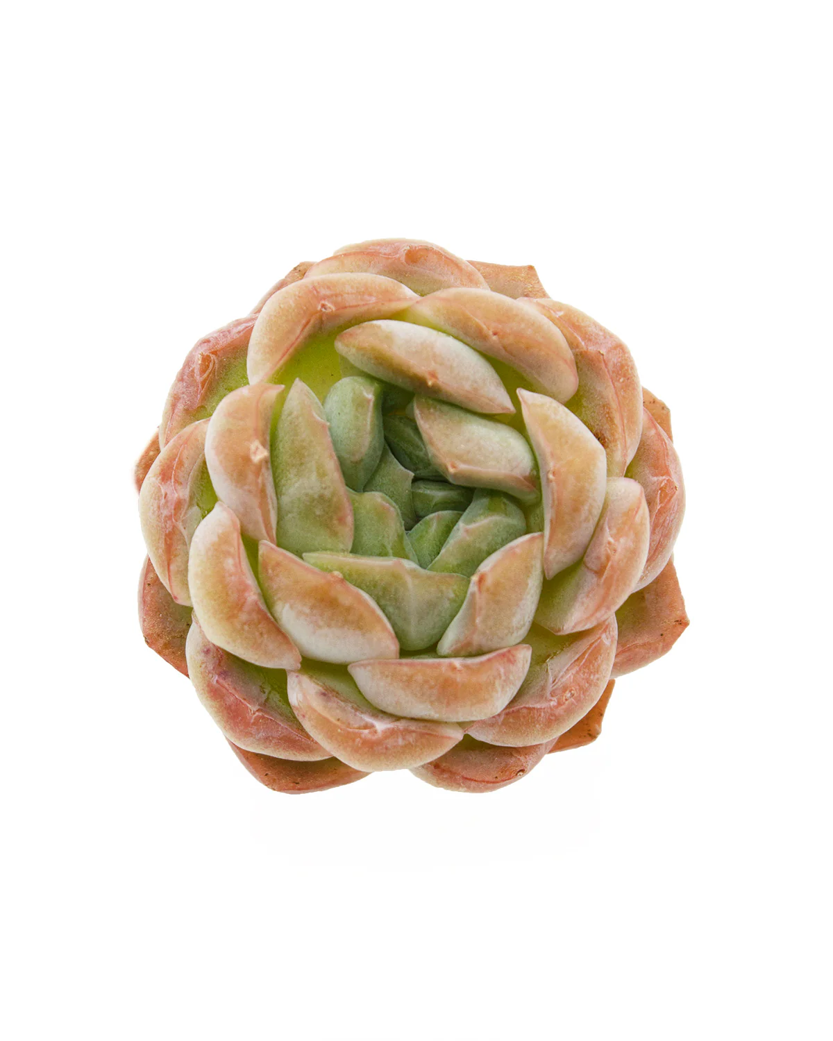 Echeveria Primera - Image 4