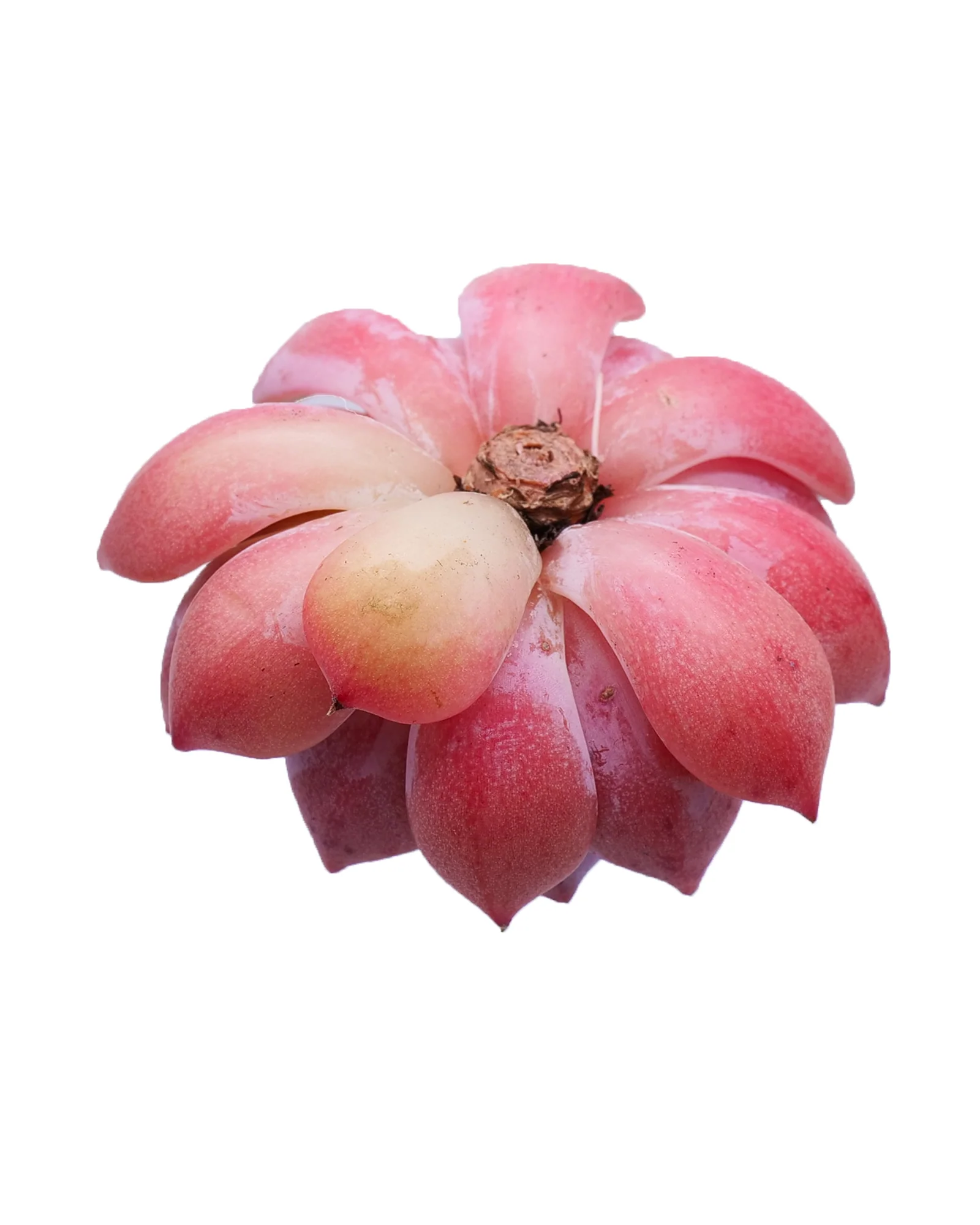 Echeveria Prism - Image 2