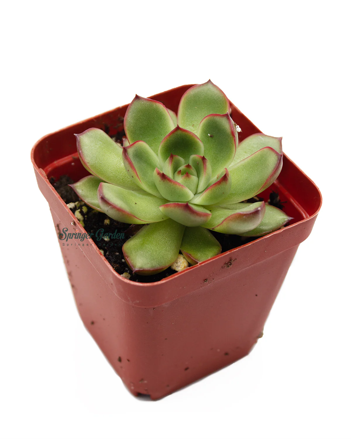 Echeveria 'Puli-lindsayana'