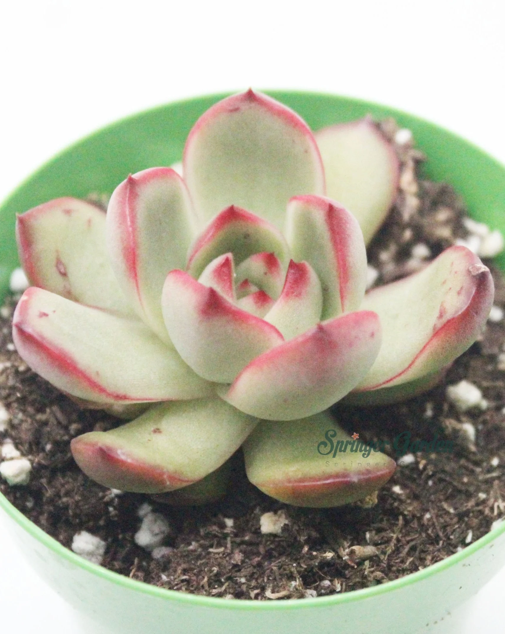 Echeveria 'Puli-lindsayana' - Image 2