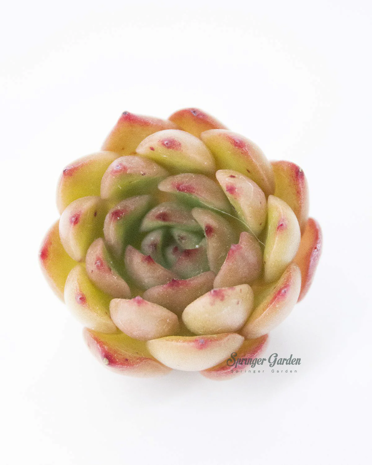 Echeveria Pulidonis Hyb. - Image 3