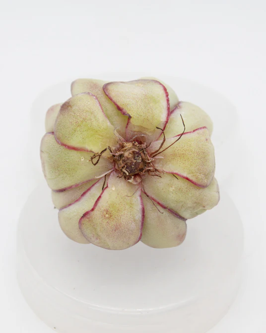 Echeveria Pulvinata - Image 2