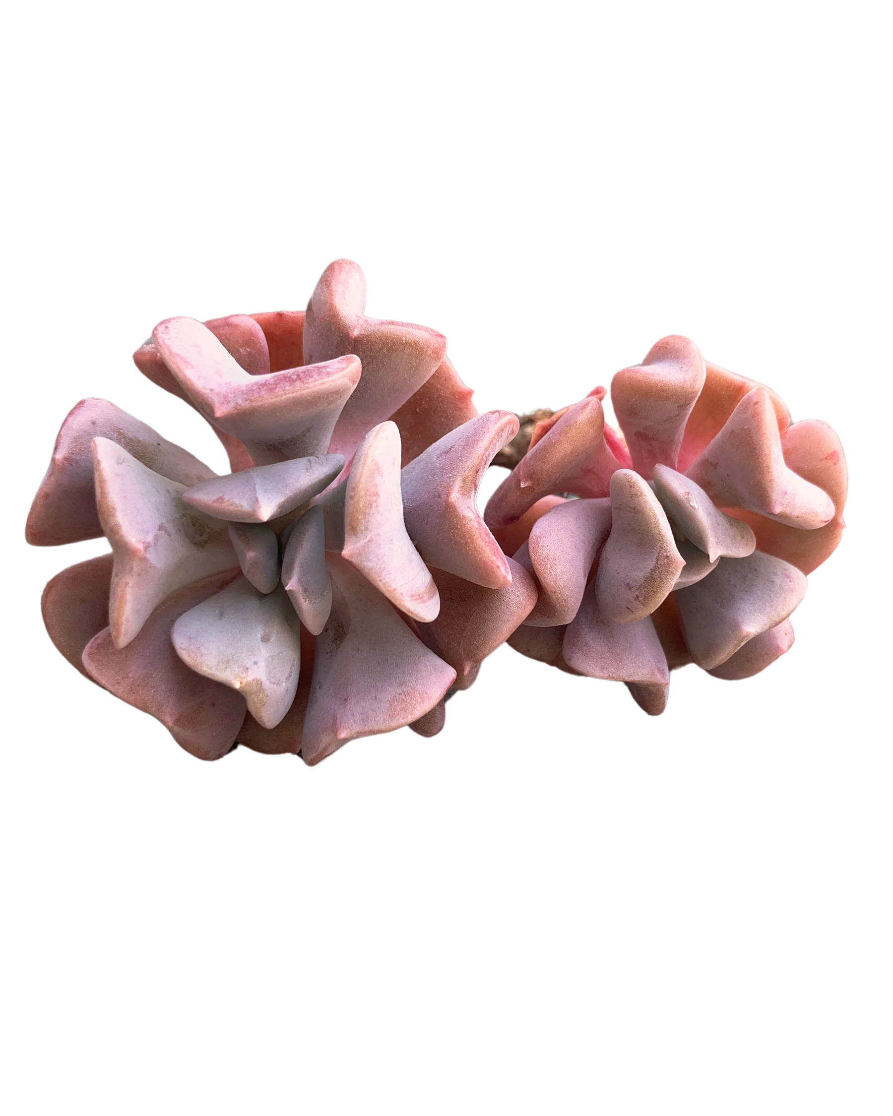 Echeveria Pulvinata Frosty