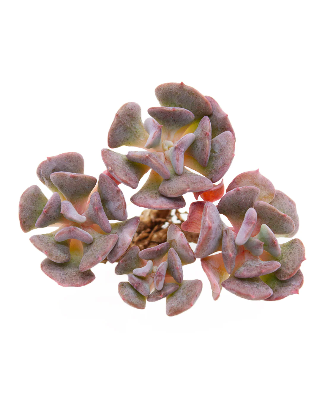 Echeveria Pulvinata Frosty - Image 3