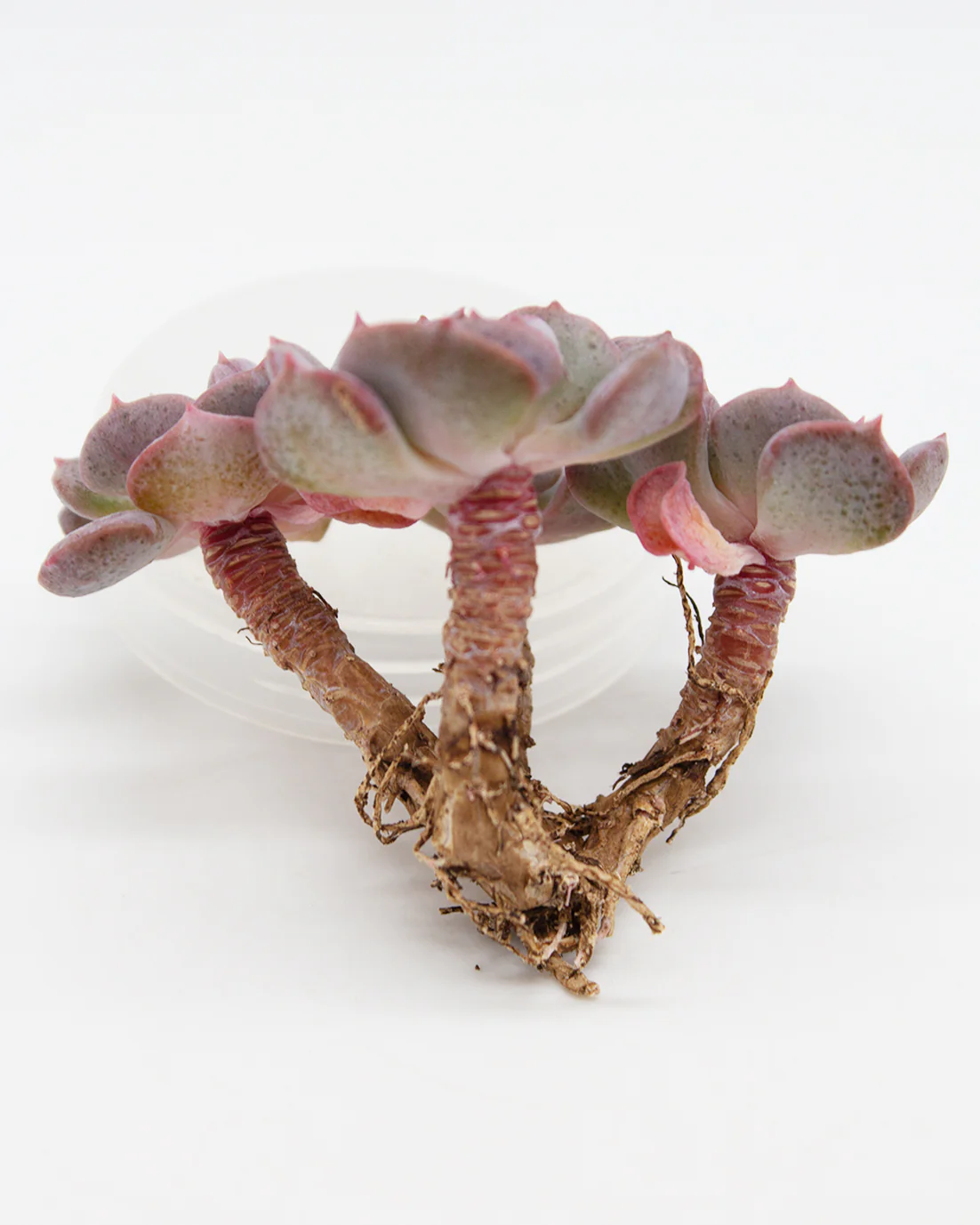 Echeveria Pulvinata Frosty - Image 4