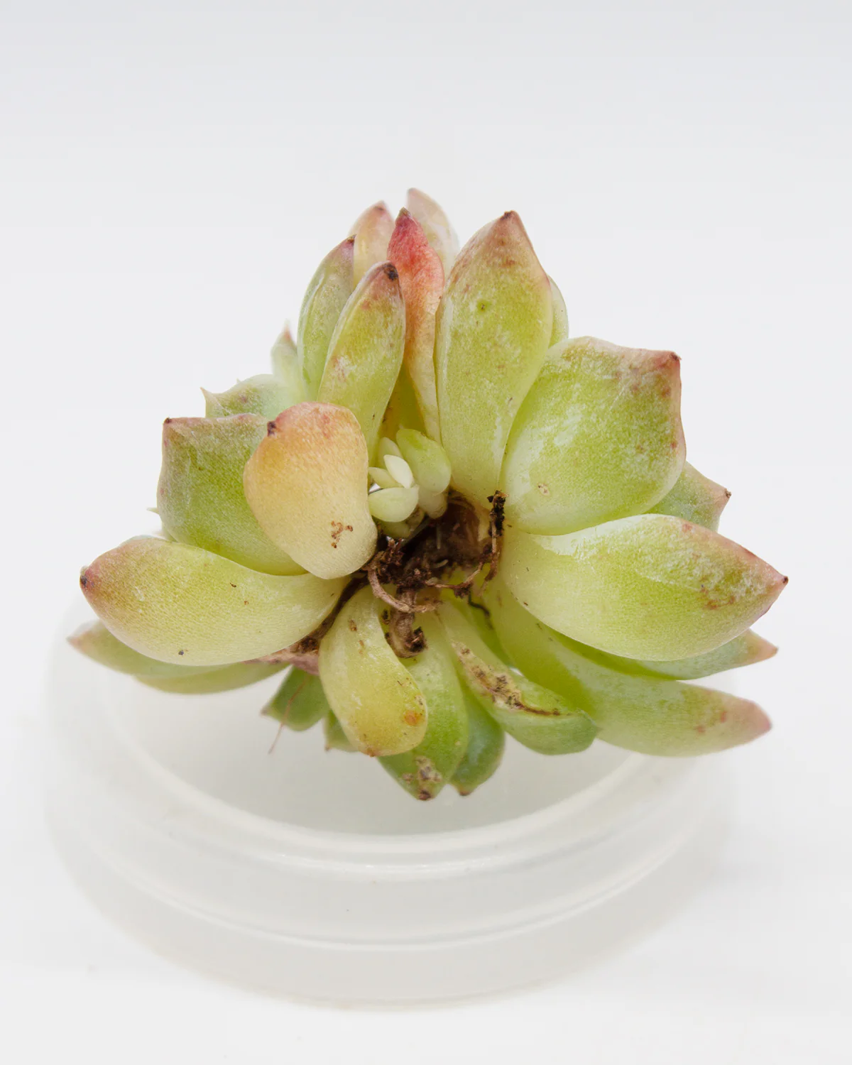 Echeveria Pure Love - Image 4