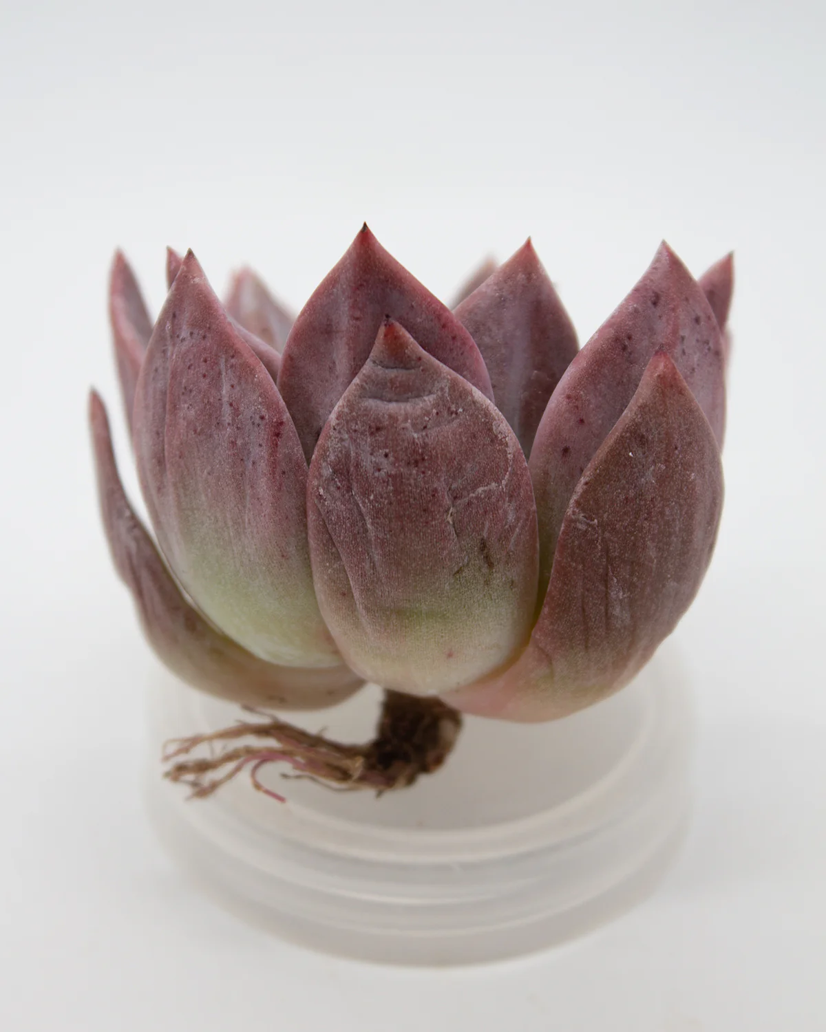Echeveria Purple Champagne - Image 2
