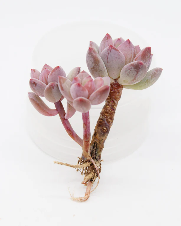 Echeveria Qutie Finger - Image 2