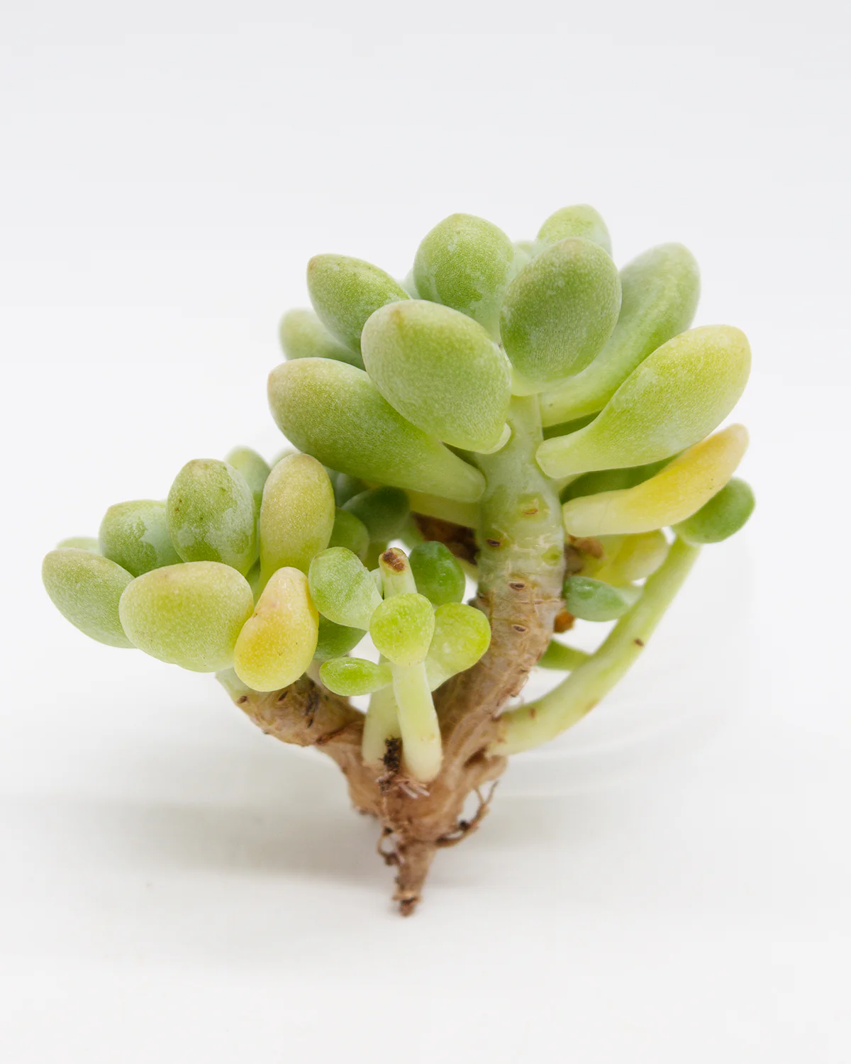 Echeveria Racoco - Image 2