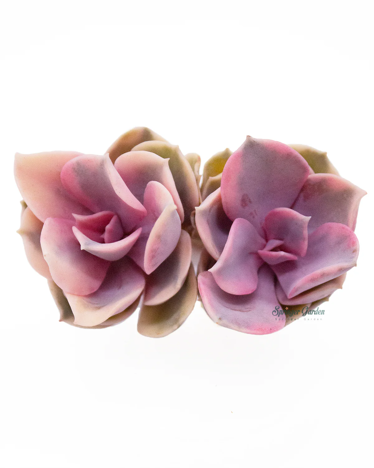 Echeveria Rainbow - Image 2