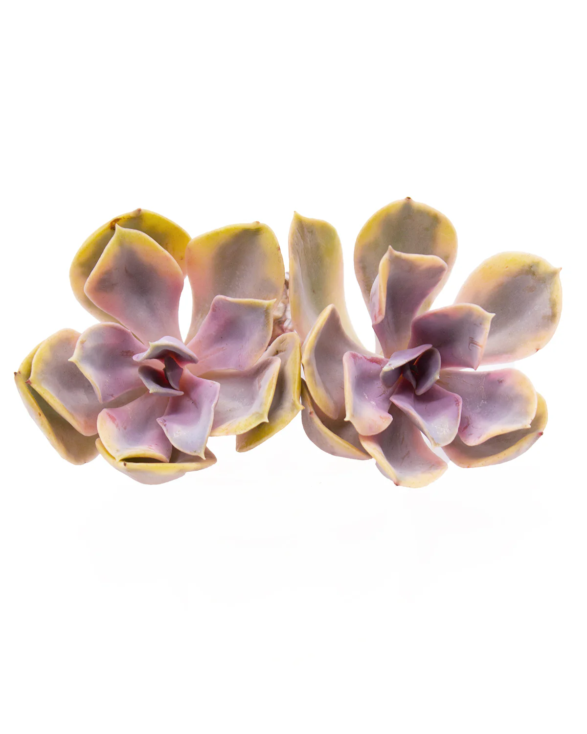 Echeveria Rainbow - Image 3