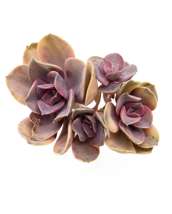 Echeveria Rainbow - Image 4