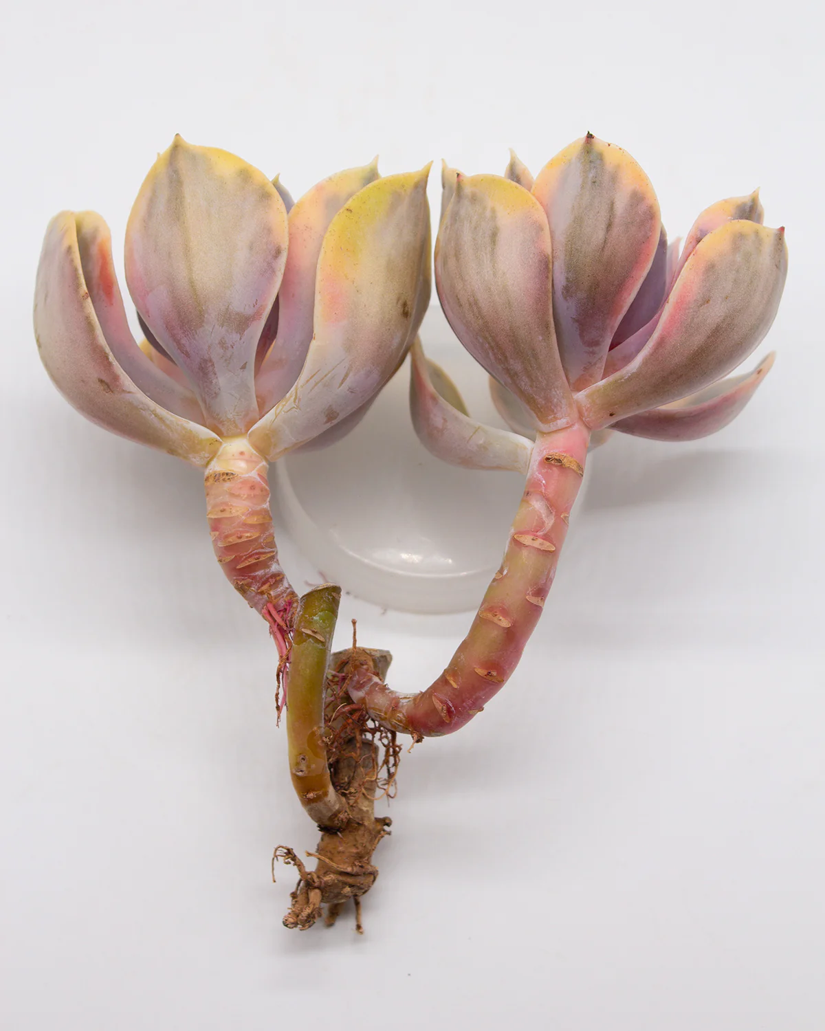 Echeveria Rainbow - Image 5