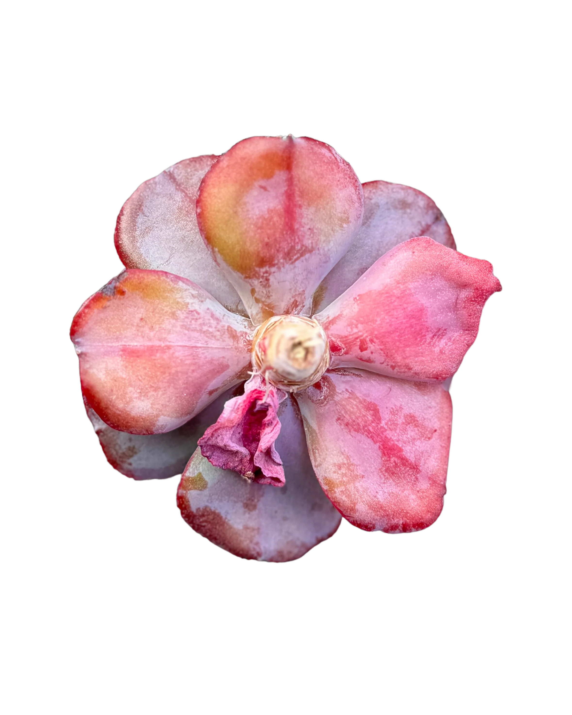 Echeveria Raindrop - Image 2