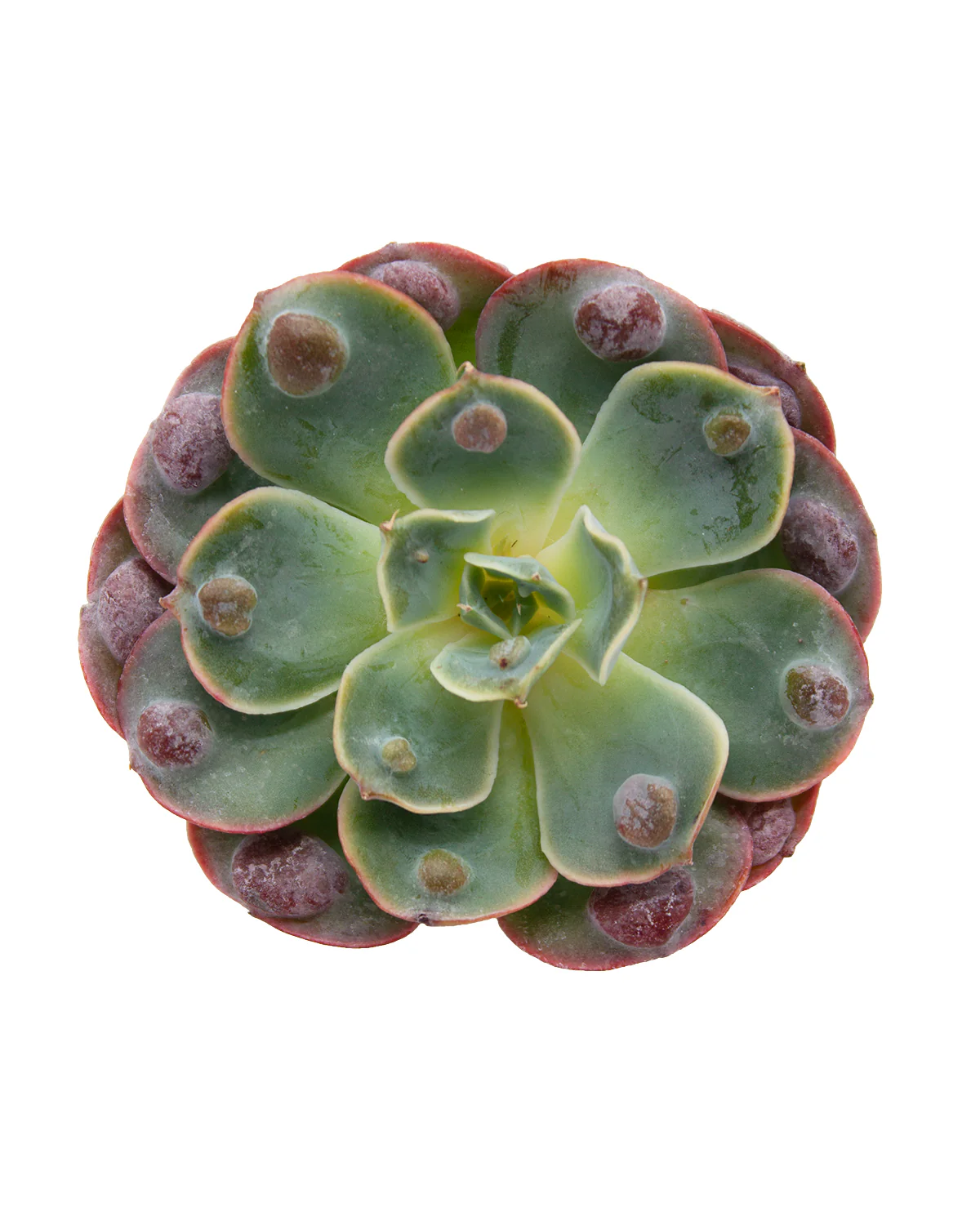 Echeveria Raindrop - Image 3