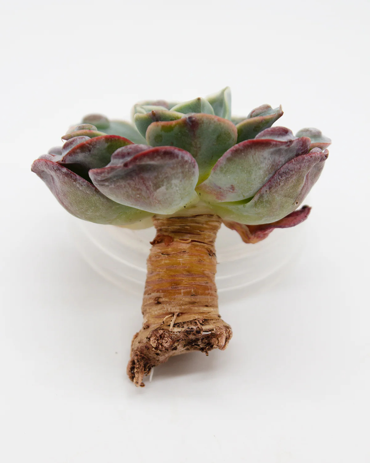 Echeveria Raindrop - Image 4