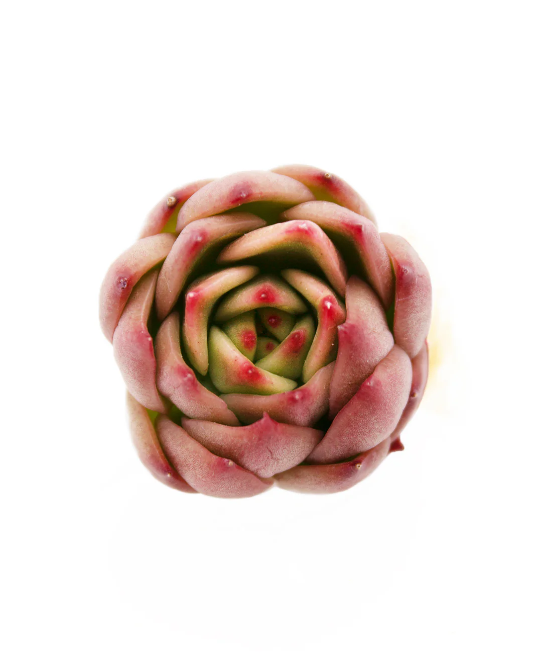 Echeveria Red Cone - Image 2