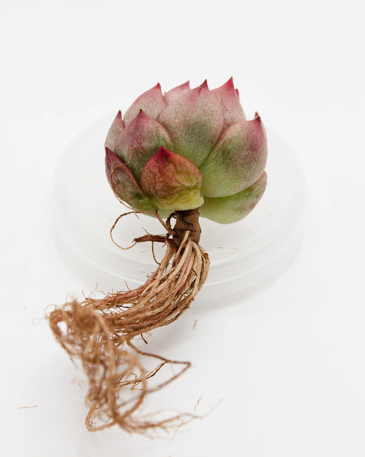 Echeveria Red Cone - Image 3