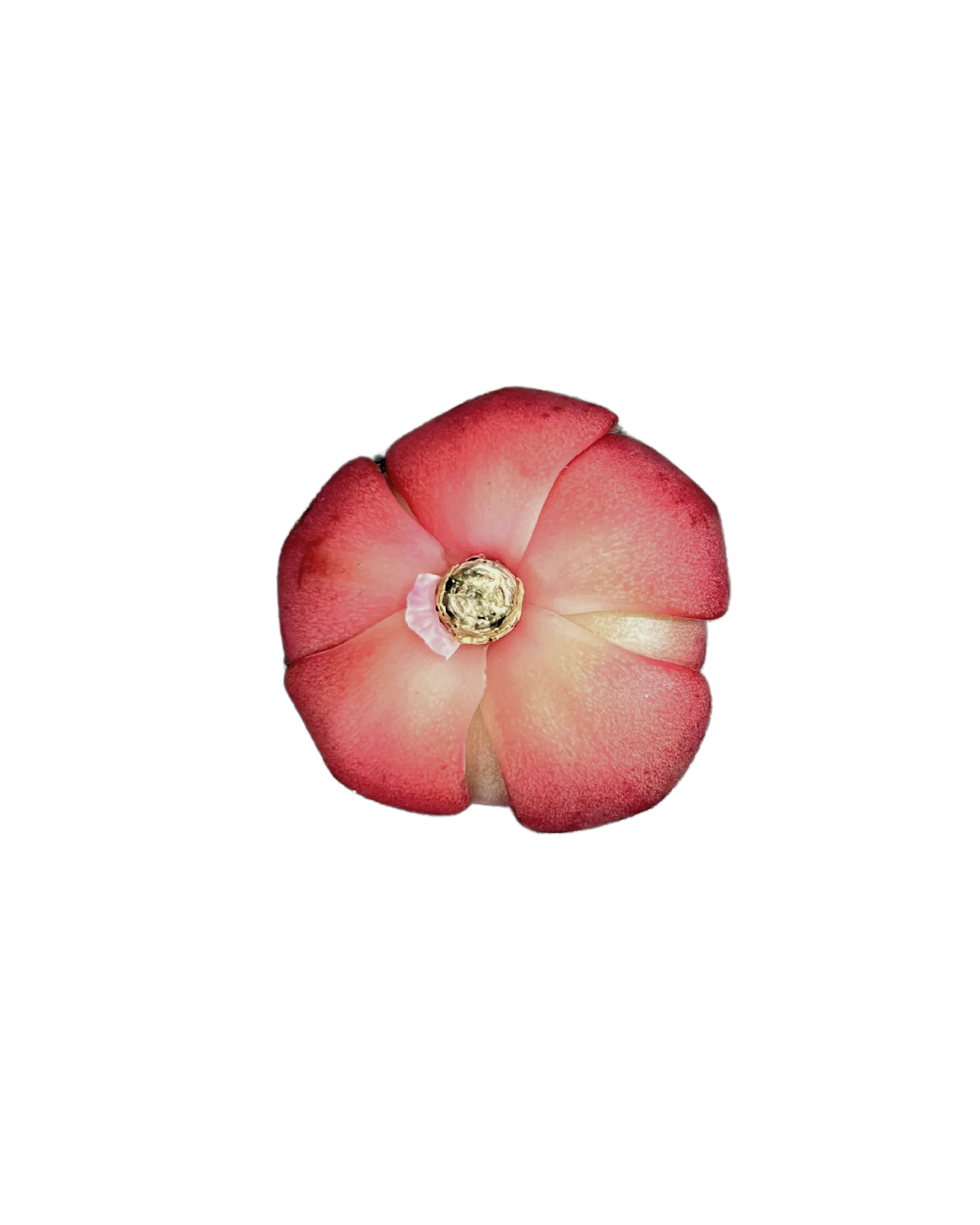 Echeveria Red Fantasy - Image 2