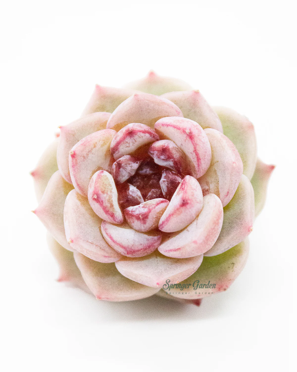 Echeveria Red Velvet - One Head