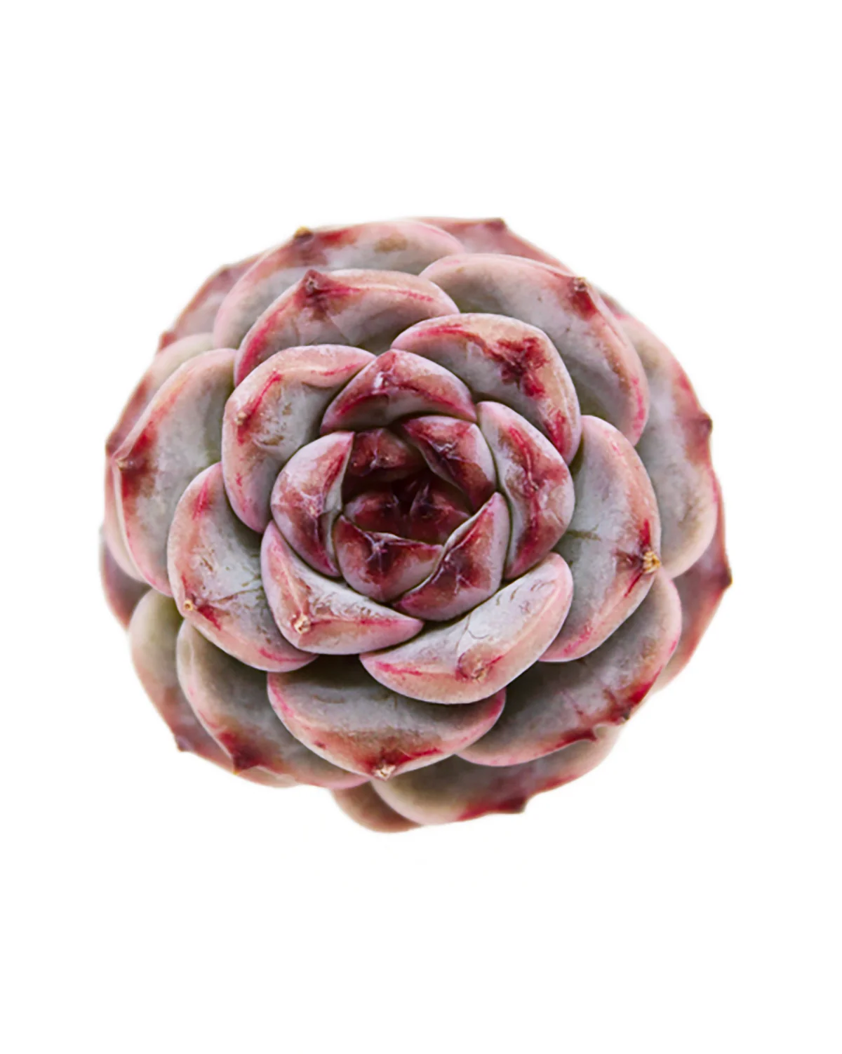 Echeveria Red Velvet - One Head - Image 4