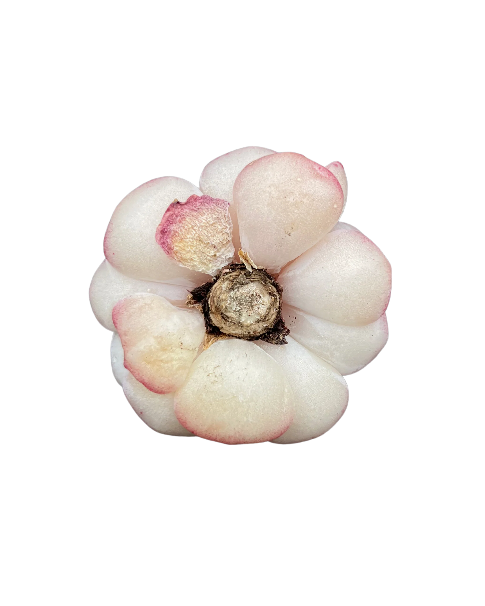Echeveria Red Velvet - One Head - Image 5