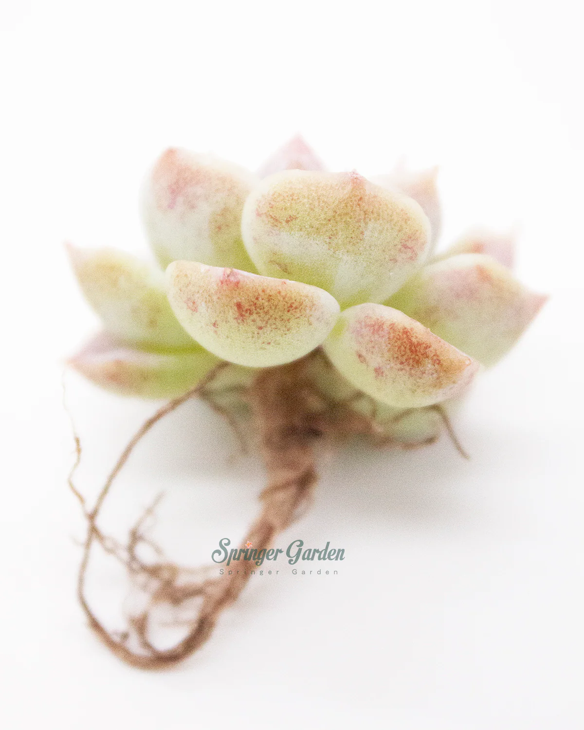 Echeveria Red Velvet - One Head - Image 6