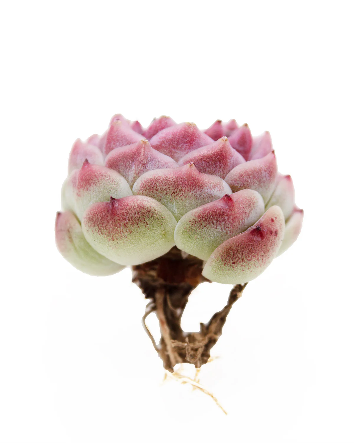 Echeveria Red Velvet - One Head - Image 7