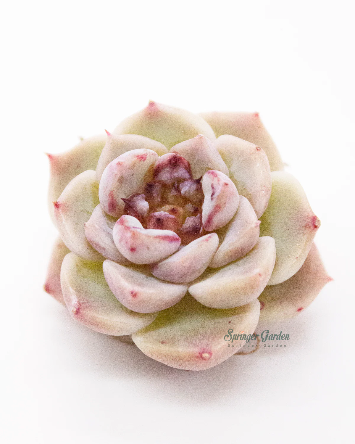Echeveria Red Velvet - One Head - Image 9