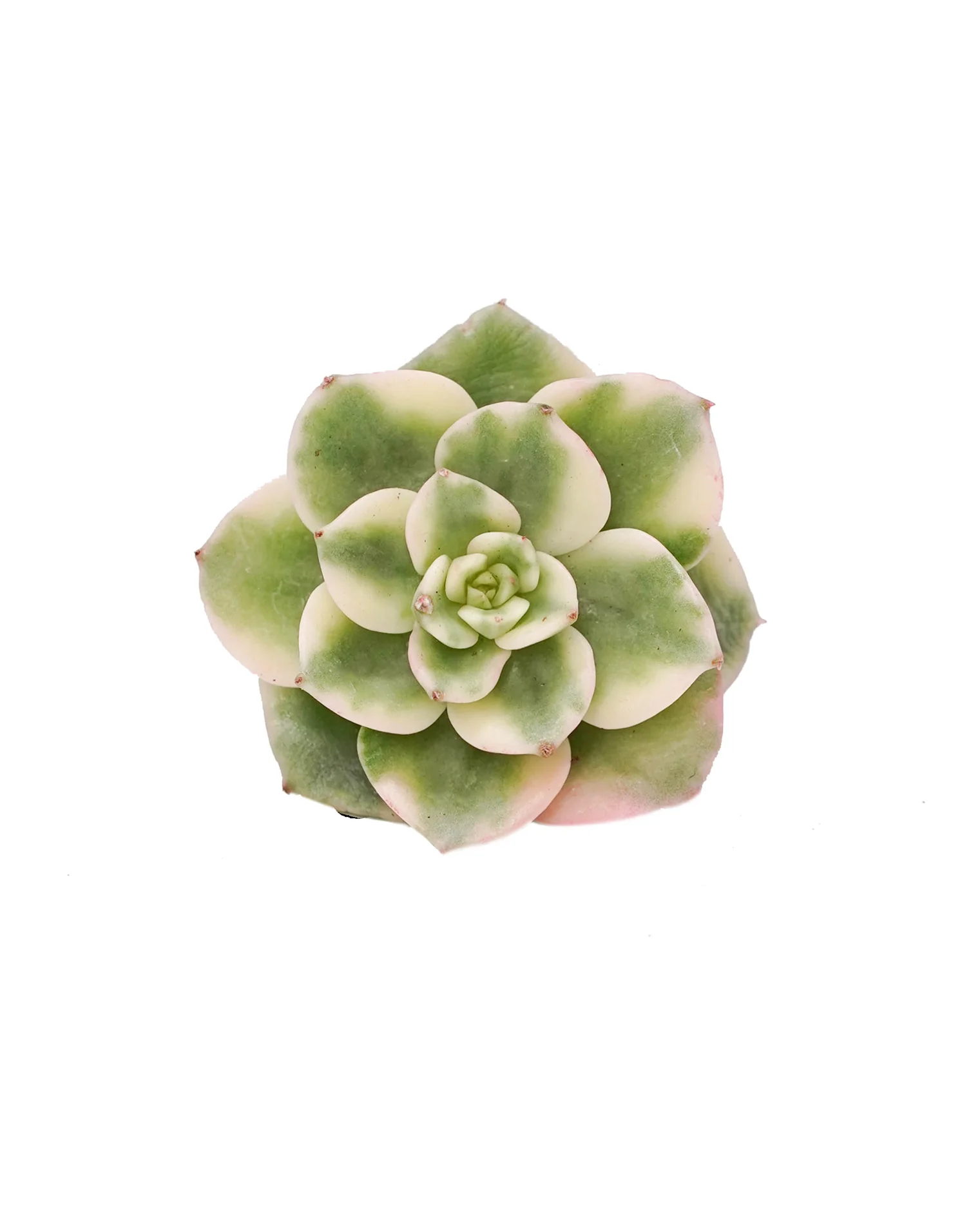Echeveria Rolly var.