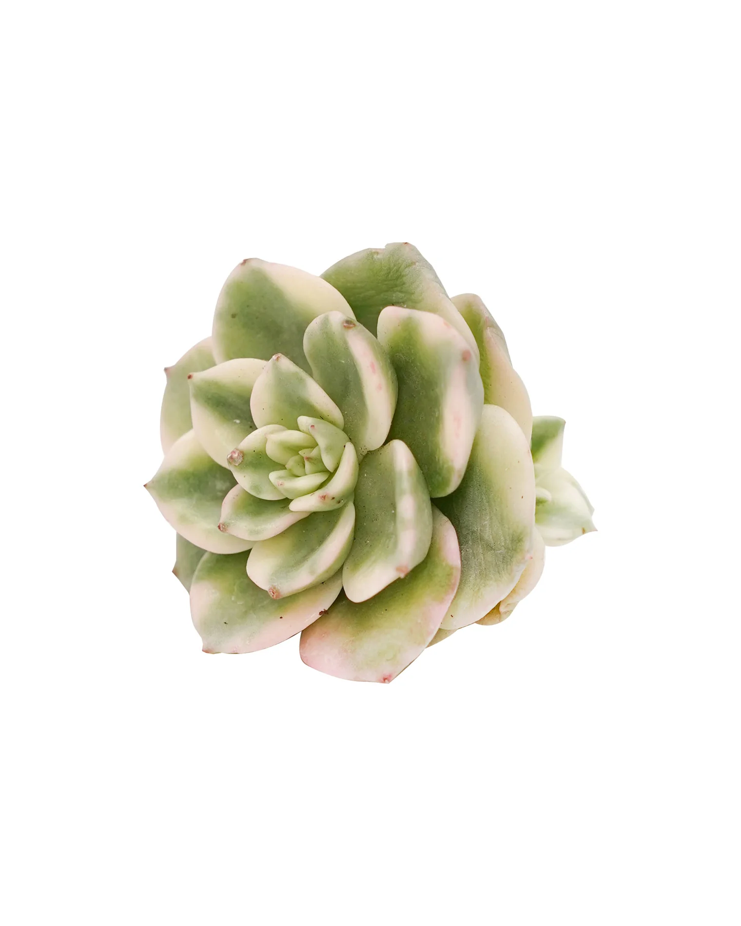 Echeveria Rolly var. - Image 2