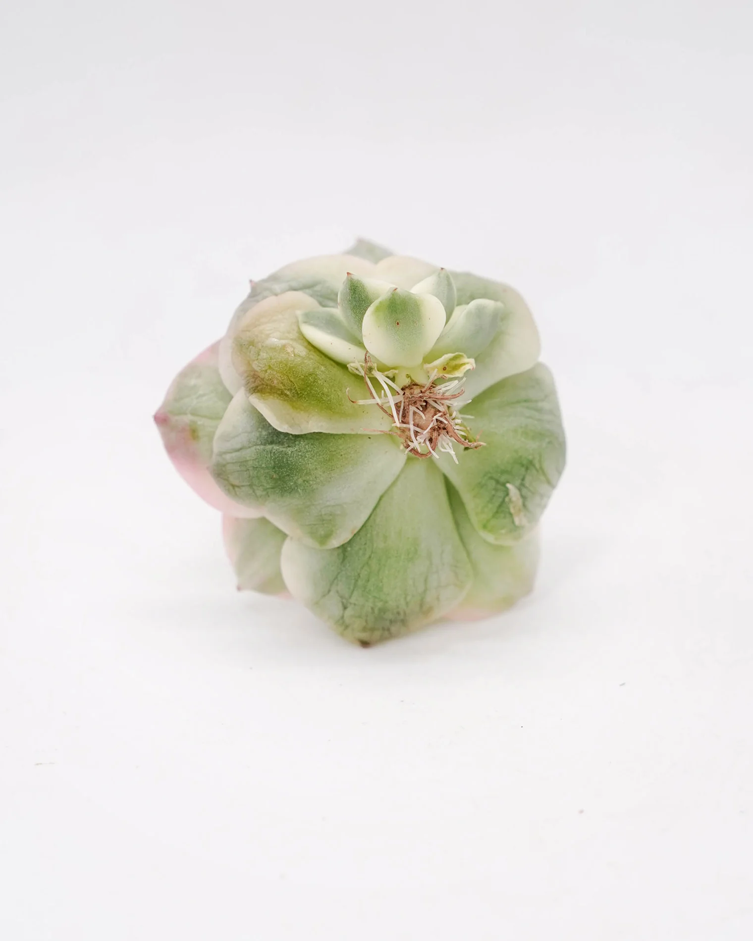Echeveria Rolly var. - Image 4
