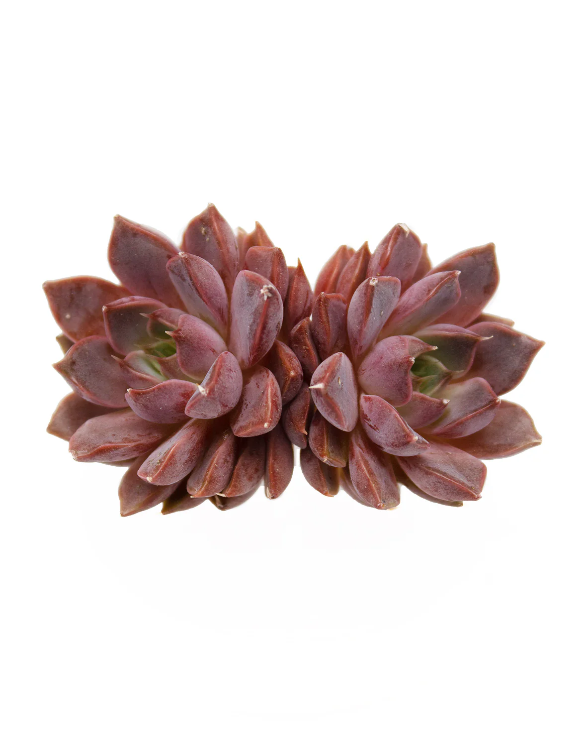 Echeveria Roman - Image 3