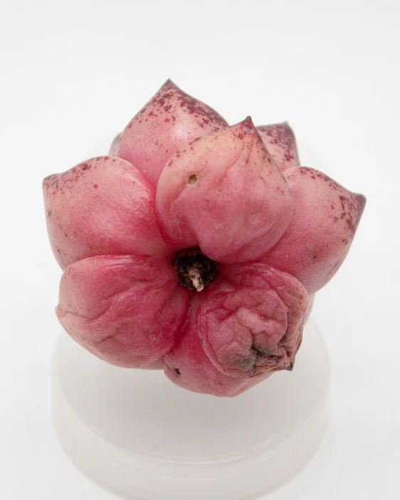 Echeveria Romeo - Image 2